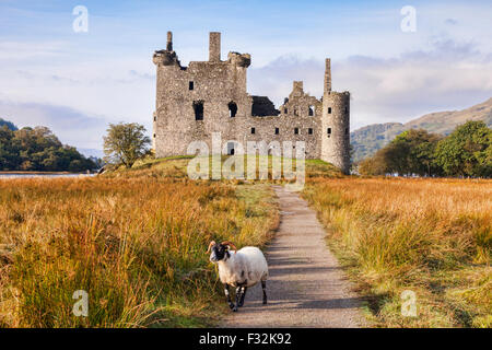 Le Château de Kilchurn, le chemin qui mène à elle et d'un ram, Blackface écossais Loch Awe, Argyll and Bute, Ecosse, Royaume-Uni. Banque D'Images