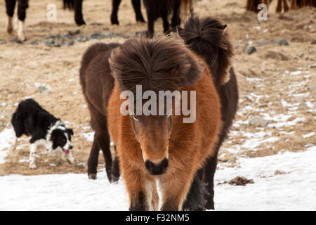 Chevaux Islandais sur une prairie au printemps Banque D'Images