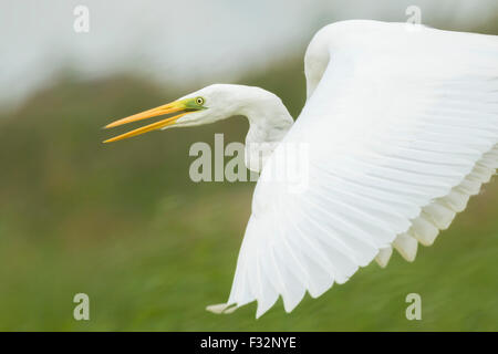 Le livre blanc grande aigrette (Ardea alba) en vol élégant close-up juste après le décollage. Banque D'Images