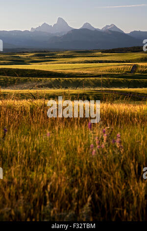 Feutre, Texas - Le Teton mountain range, à partir de la terre agricole dans l'Est de l'Idaho. Banque D'Images