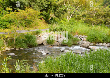 La végétation luxuriante autour de la Creek dans les montagnes de la région de Boquete Chiriqui dans Panama Banque D'Images