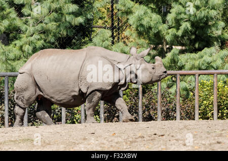 Le rhinocéros indien (Rhinoceros unicornis) au zoo de Varsovie, Pologne Banque D'Images