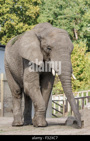 Bush africain à l'éléphant du zoo de Varsovie, Pologne Banque D'Images
