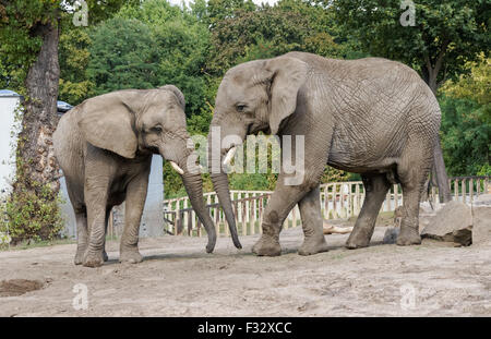Bush africain des éléphants au zoo de Varsovie, Pologne Banque D'Images