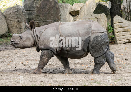 Le rhinocéros indien (Rhinoceros unicornis) au zoo de Varsovie, Pologne Banque D'Images