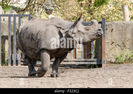 Le rhinocéros indien (Rhinoceros unicornis) au zoo de Varsovie, Pologne Banque D'Images