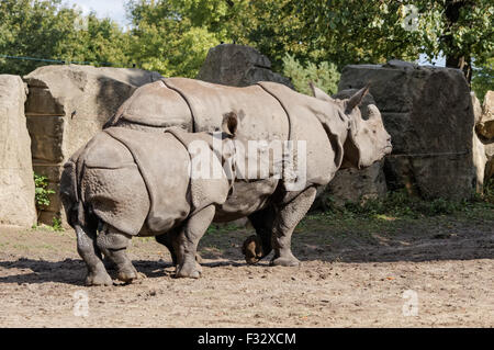 Le rhinocéros indien (Rhinoceros unicornis) au zoo de Varsovie, Pologne Banque D'Images