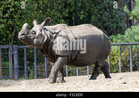 Le rhinocéros indien (Rhinoceros unicornis) au zoo de Varsovie, Pologne Banque D'Images