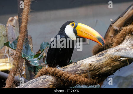 Le toco toucan (Ramphastos toco) Banque D'Images