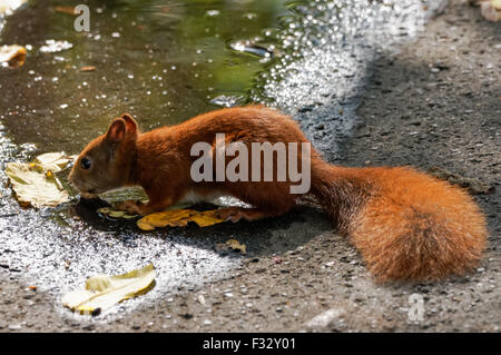 Eurasian écureuil roux (Sciurus vulgaris) Banque D'Images
