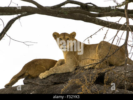 La Tanzanie, Mara, Serengeti National Park, africaine la lionne (Panthera leo) sur une colline Banque D'Images