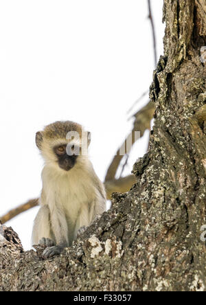 La Tanzanie, Karatu, parc national de Tarangire, et un singe à face noire (Cercopithecus aethiops) bébé dans un arbre Banque D'Images