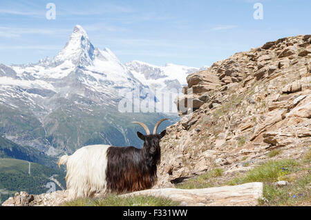 Valais Blackneck et chèvre le Matterhorn, Zermatt, Suisse Banque D'Images