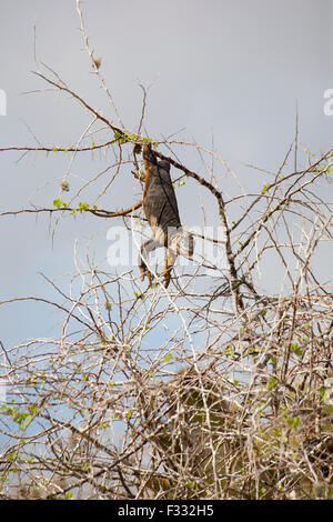 Galapagos Land Iguana (Conolophus subcristatus) accrochée au sommet d'un arbre de Desert Plum (Grabowskia boerhaaviaefolia) pour fourrer Banque D'Images