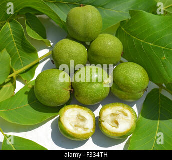 Les jeunes verts à feuilles et écorces de noix Banque D'Images