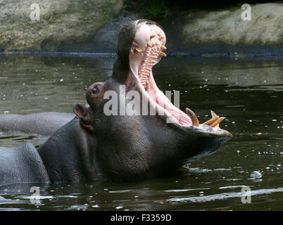 L'Afrique en colère beuglant Hippo (Hippopotamus amphibius) Banque D'Images