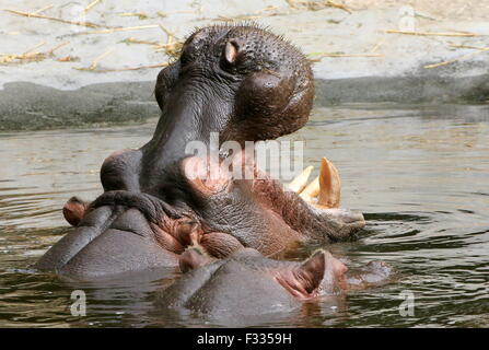 Hippo africain (Hippopotamus amphibius) en close-up, de croissance en hauteur de la tête hors de l'eau Banque D'Images