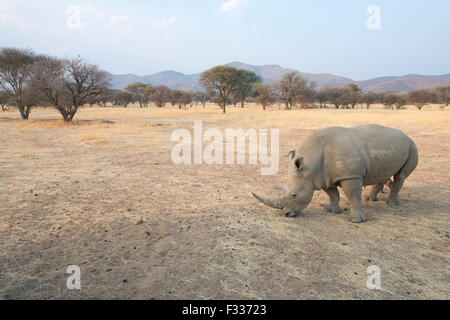 Le rhinocéros blanc (Ceratotherium simum), Okapuka Ranch, district de Windhoek, en Namibie Banque D'Images