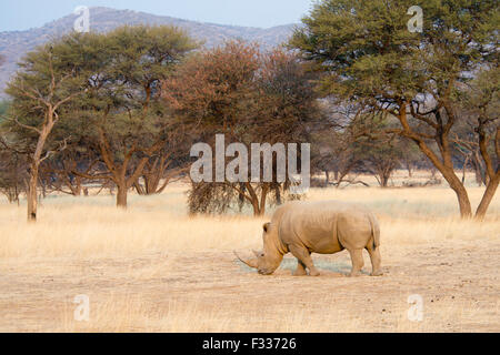 Le rhinocéros blanc (Ceratotherium simum), Okapuka Ranch, district de Windhoek, en Namibie Banque D'Images