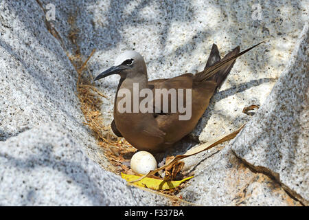 Noddi brun (Anous stolidus), un œuf, Cousine island, Seychelles Banque D'Images