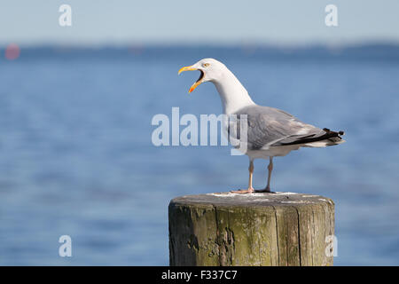 European Herring Gull (Larus argentatus), faisant appel à un poste en bois, Mecklembourg-Poméranie-Occidentale, Allemagne Banque D'Images