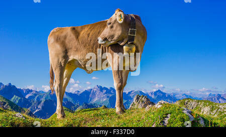 Jeunes bovins, Bos primigenius Braunvieh Allgäu (taurus), dans une prairie alpine au Nebelhorn à Oberstdorf, Alpes d'Allgäu Banque D'Images
