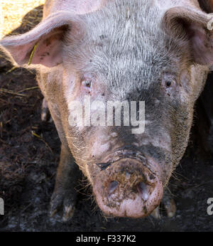 Un gros porc manger dans la porcherie. Banque D'Images