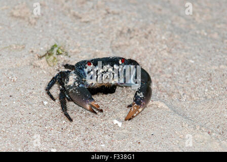 L'image du crabe dans l'île Lakshadweep, Karavatti, Inde Banque D'Images