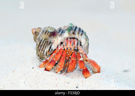 L'image de l'ermite terrestre (Coenobita perlatus) dans l'île Lakshadweep, Karavatti, Inde Banque D'Images