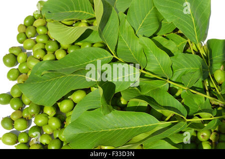 Les jeunes verts à feuilles et écorces de noix Banque D'Images