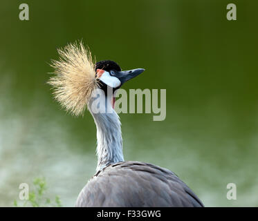 Vue rapprochée de la tête d'une grue royale de l'Afrique de l'Est (Balearica Regulorum Gibbericeps) à Wingham Wildlife Park Banque D'Images