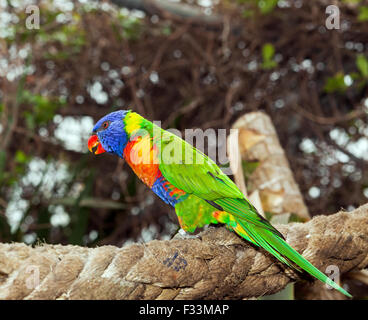 Rainbow Lorikeet australienne à Wingham Wildlife Park, Banque D'Images