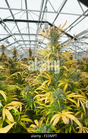 Les plants de marijuana dans la croissance commerciale prêt pour la récolte. Pueblo, CO Banque D'Images