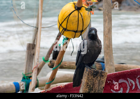 Jungle Crow dans Galle Fort, Sri Lanka Banque D'Images