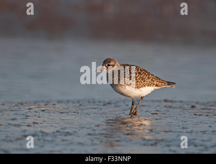 Grey Plover Pluvier argenté (Pluvialis squatarola) en plumage nuptial non hiver North Norfolk Banque D'Images