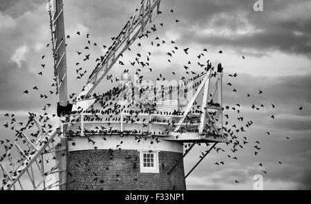 Étourneau sansonnet Sturnus vulgarus arrivant à se percher sur le CLAJ Claj Moulin Octobre Norfolk Banque D'Images