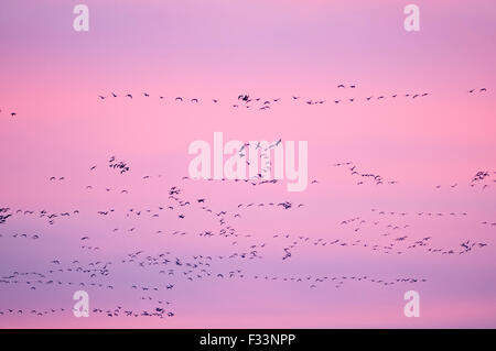 Les Oies à bec court Anser Brachyrynchus laissant roost nuit à l'aube sur le Wash Décembre Norfolk Snettisham Banque D'Images