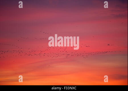 Les Oies à bec court Anser Brachyrynchus laissant roost nuit à l'aube sur le Wash Décembre Norfolk Snettisham Banque D'Images