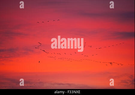 Les Oies à bec court Anser Brachyrynchus laissant roost nuit à l'aube sur le Wash Décembre Norfolk Snettisham Banque D'Images