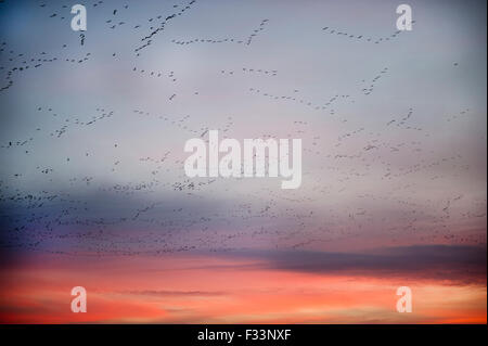 Les Oies à bec court Anser Brachyrynchus laissant roost nuit à l'aube sur le Wash Décembre Norfolk Snettisham Banque D'Images