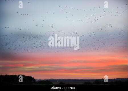 Les Oies à bec court Anser Brachyrynchus laissant roost nuit à l'aube sur le Wash Décembre Norfolk Snettisham Banque D'Images