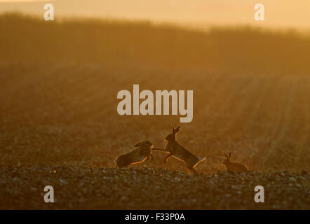 Lièvre brun Lepus europaeus boxe à l'aube du printemps Norfolk Banque D'Images