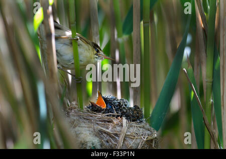 Cuckoo Cuculus canorus 12 jour poussin dans Reed Warbler nest East Anglian Fagnes peut Banque D'Images