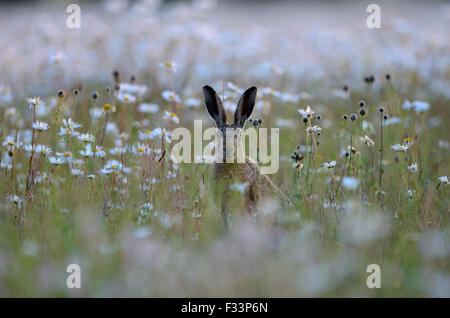 Lièvre brun Lepus europaeus dans ox-eye Daisies Norfolk summer Banque D'Images