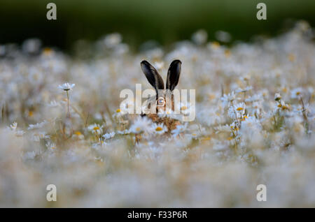 Lièvre brun Lepus europaeus dans ox-eye Daisies Norfolk summer Banque D'Images