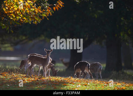 Daims Cervus dama Holkham Norfolk automne Banque D'Images