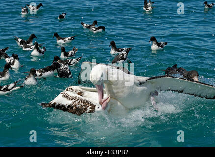 L'errance (Gibson) Albatross Diomedea antipodensis gibsoni à se battre à l'alimentation au large de Kaikoura ile sud Nouvelle Zelande Banque D'Images