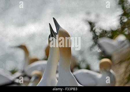Fou de Bassan Morus serrator Australasian parade de paire en colonie de reproduction à Cape Kidnappers en Nouvelle-Zélande Banque D'Images