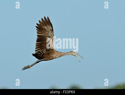 Aramus guarauna Limpkin appelant Florida USA Banque D'Images