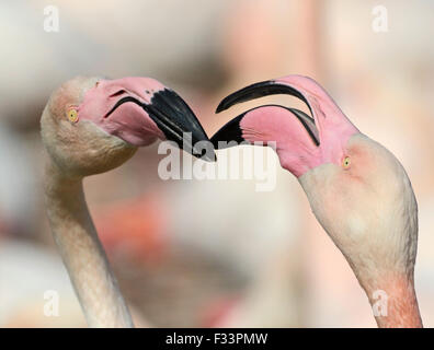 Plus de flamants roses Phoenicopterus roseus Camargue France Banque D'Images